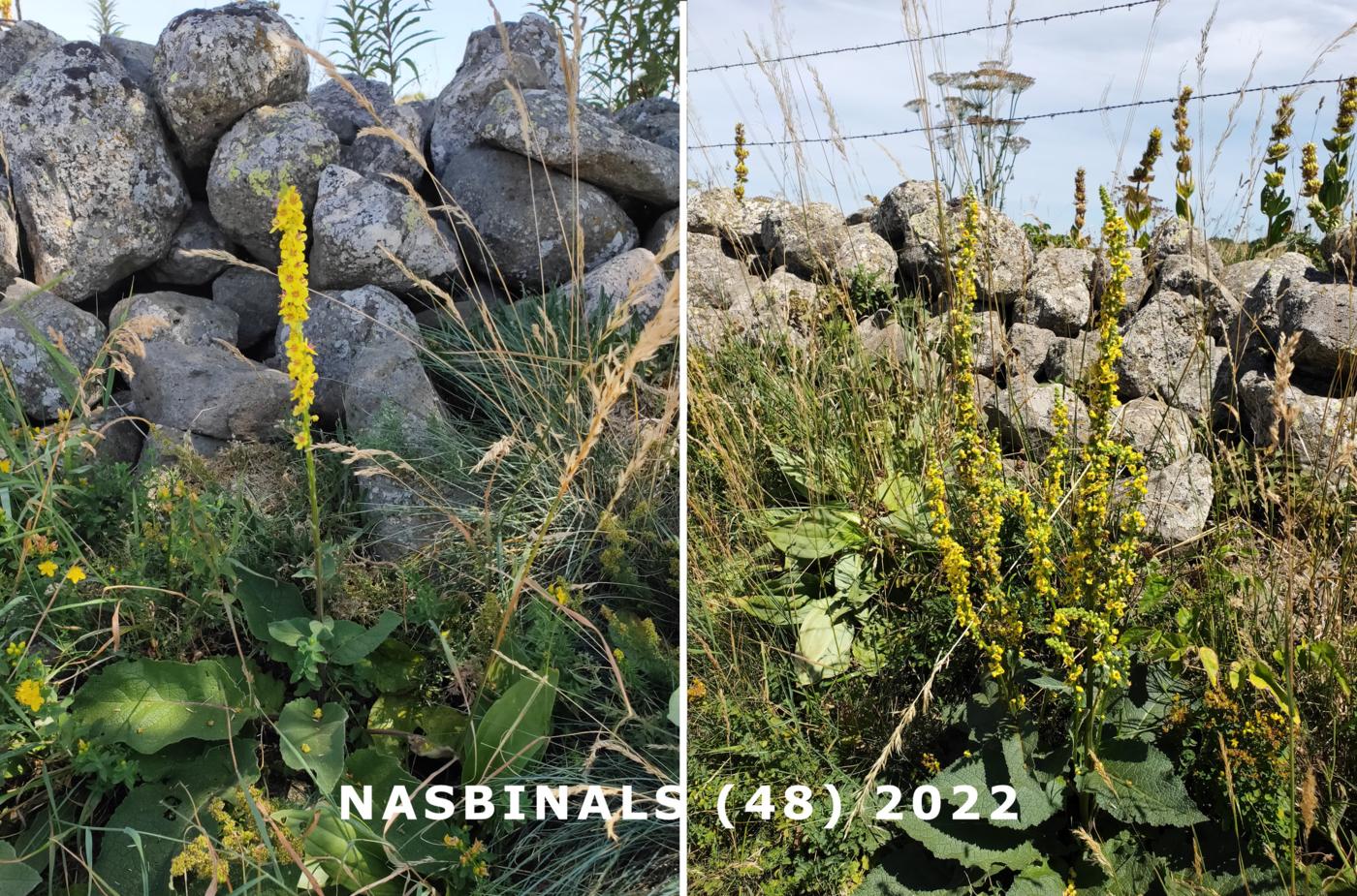 Mullein, Dark plant